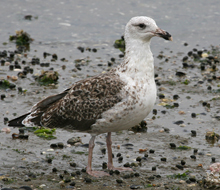 Great Black-backed Gull 2nd winter